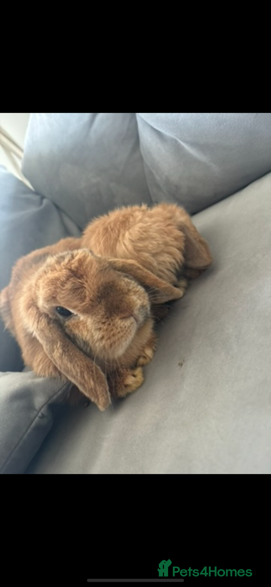 Mini Lop rabbits for sale: Mother & son stunning Mini Lops 3.5yr & 1 year old - Image 2