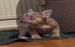 French Bulldog dogs for sale: French Bulldog Girl Singleton Newshade Isabella - Advert 2