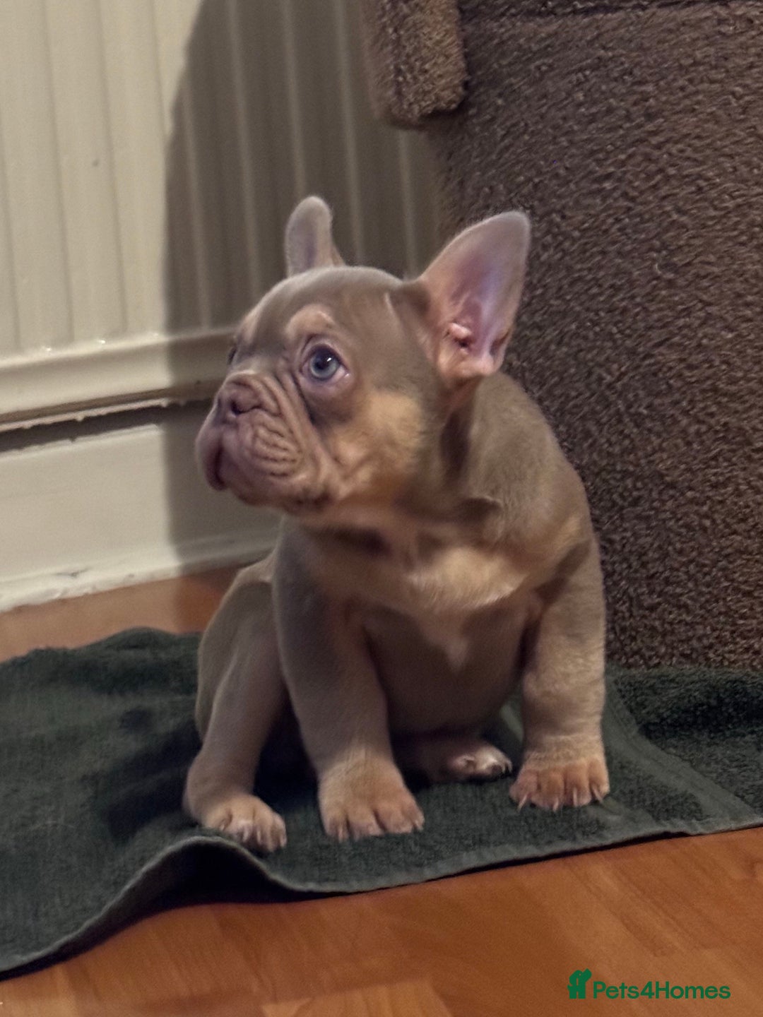 French Bulldog dogs for sale: French Bulldog Girl Singleton Newshade Isabella - Advert 2