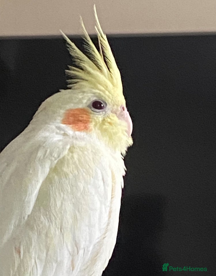 Cockatiels birds Latino cockatiel and grey Pearl cockatiel - Advert 1