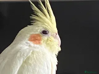 Cockatiels birds Latino cockatiel and grey Pearl cockatiel - Advert 1