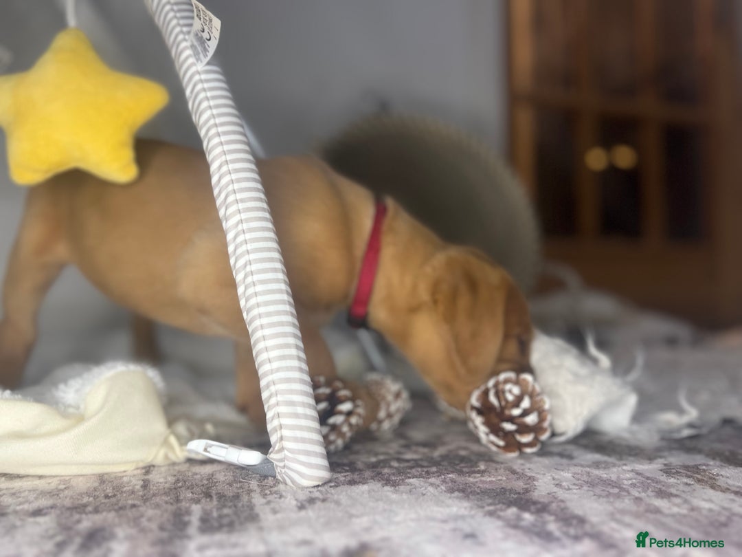 Labrador Retriever dogs for sale: Champion line KC reg dark Red Fox Yellow Labrador  - Advert 35