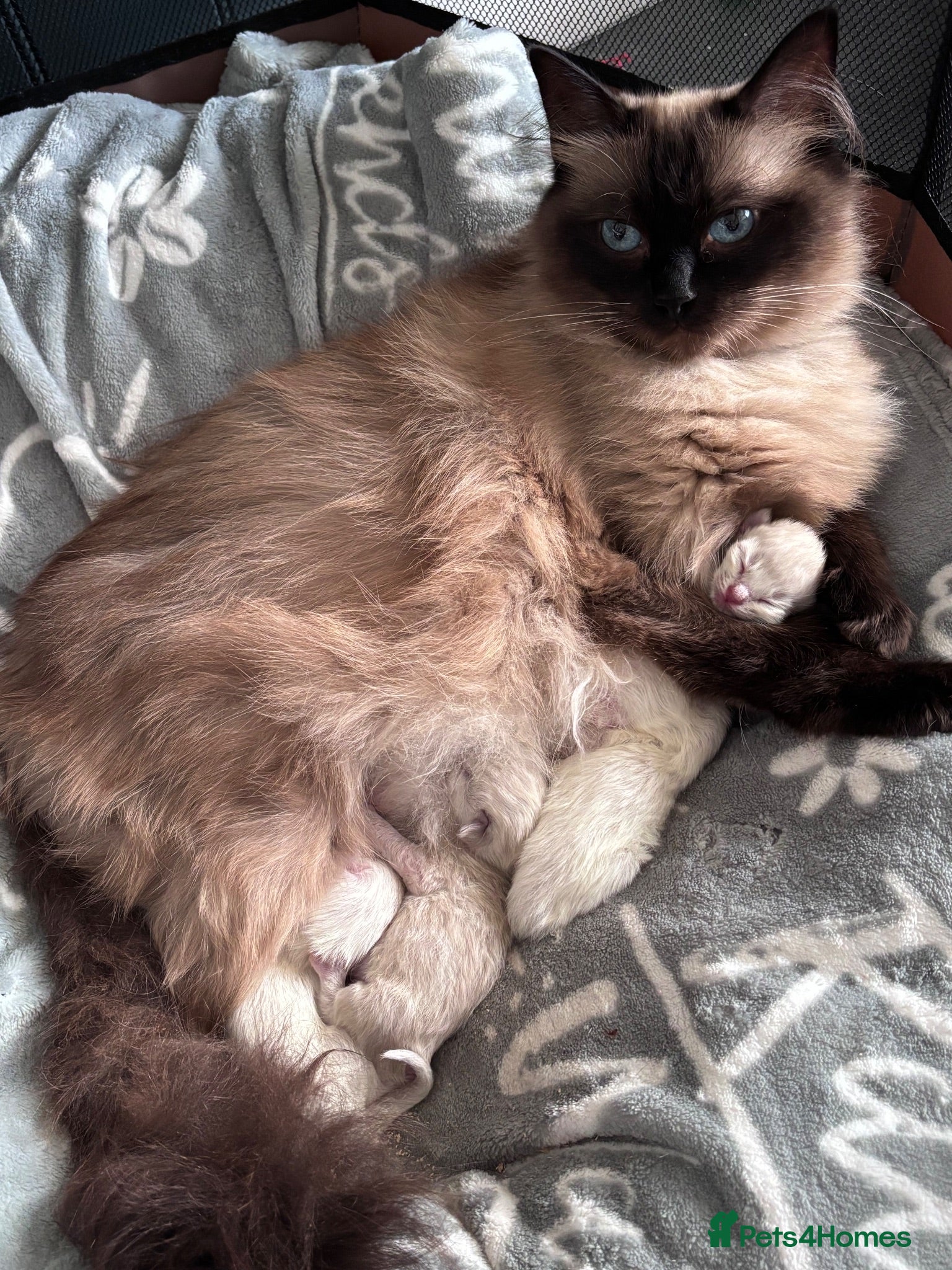 Ragdoll cats Ragdoll kittens  - Advert 1
