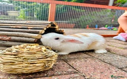 Mini Lop rabbits for sale: Two male mini lop rabbits looking for forever home - Advert 11