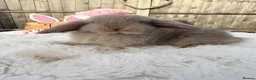 Mini Lop rabbits for sale: Gorgeous Mini Lops ready 22nd September - Advert 12
