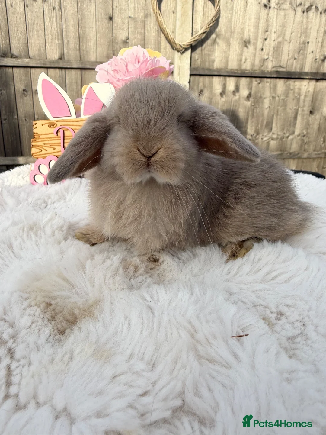 Mini Lop rabbits for sale: Gorgeous Mini Lops ready 22nd September - Advert 12