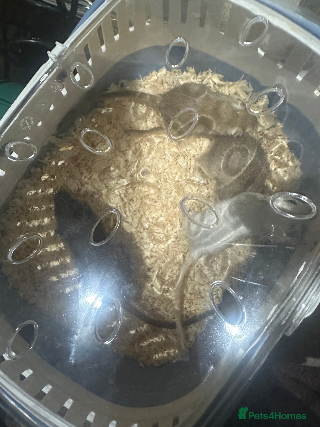 Gerbil rodents for sale: 4 gerbils only selling as group cannot be separate - Advert 5