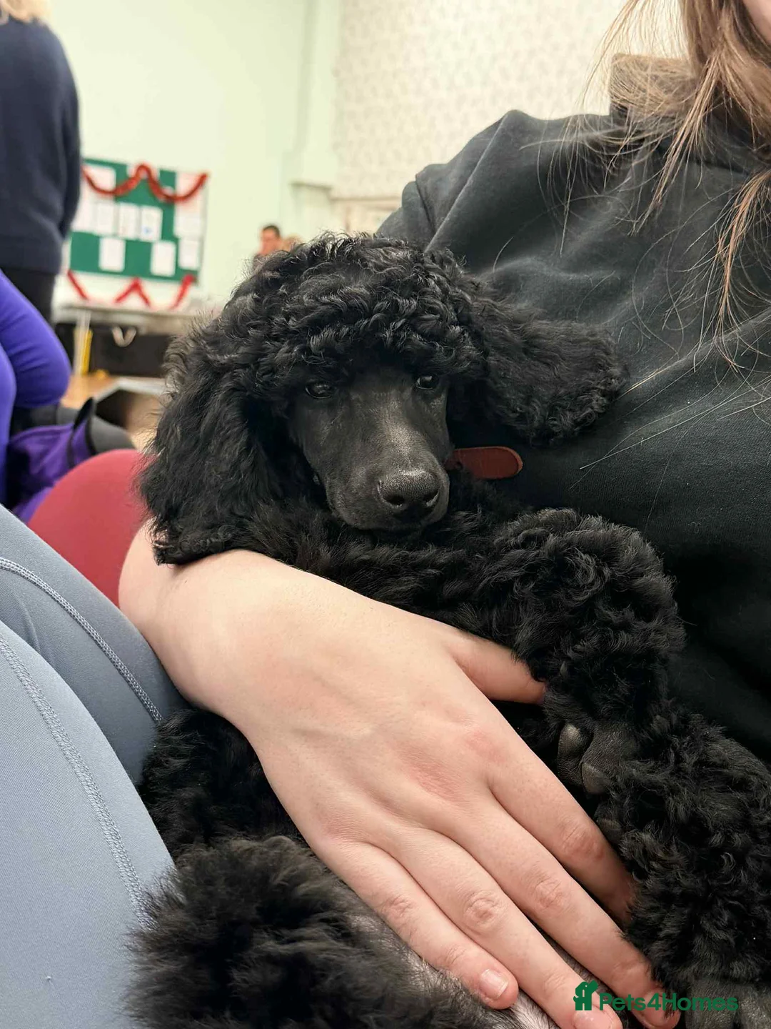 Standard Poodle dogs for sale: Champion sired standard poodles  - Advert 5