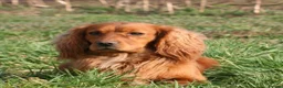Mixed Breed dogs for sale: UNIQUE STUNNING HEALTH TESTED COCKACHON PUPPIES - Advert 6