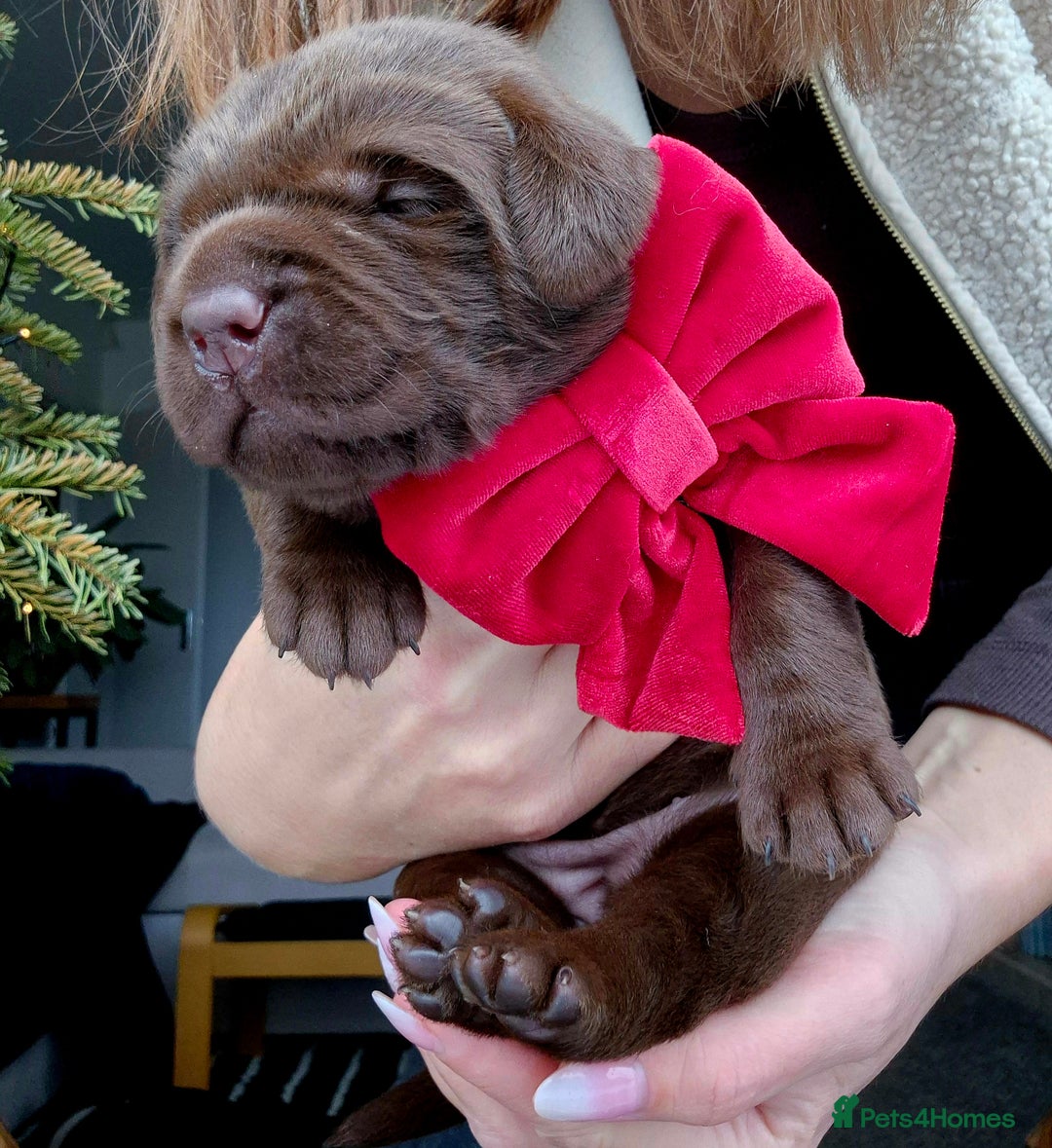 Labrador Retriever dogs for sale: Beautiful Puppies Looking for Loving Homes - Advert 12