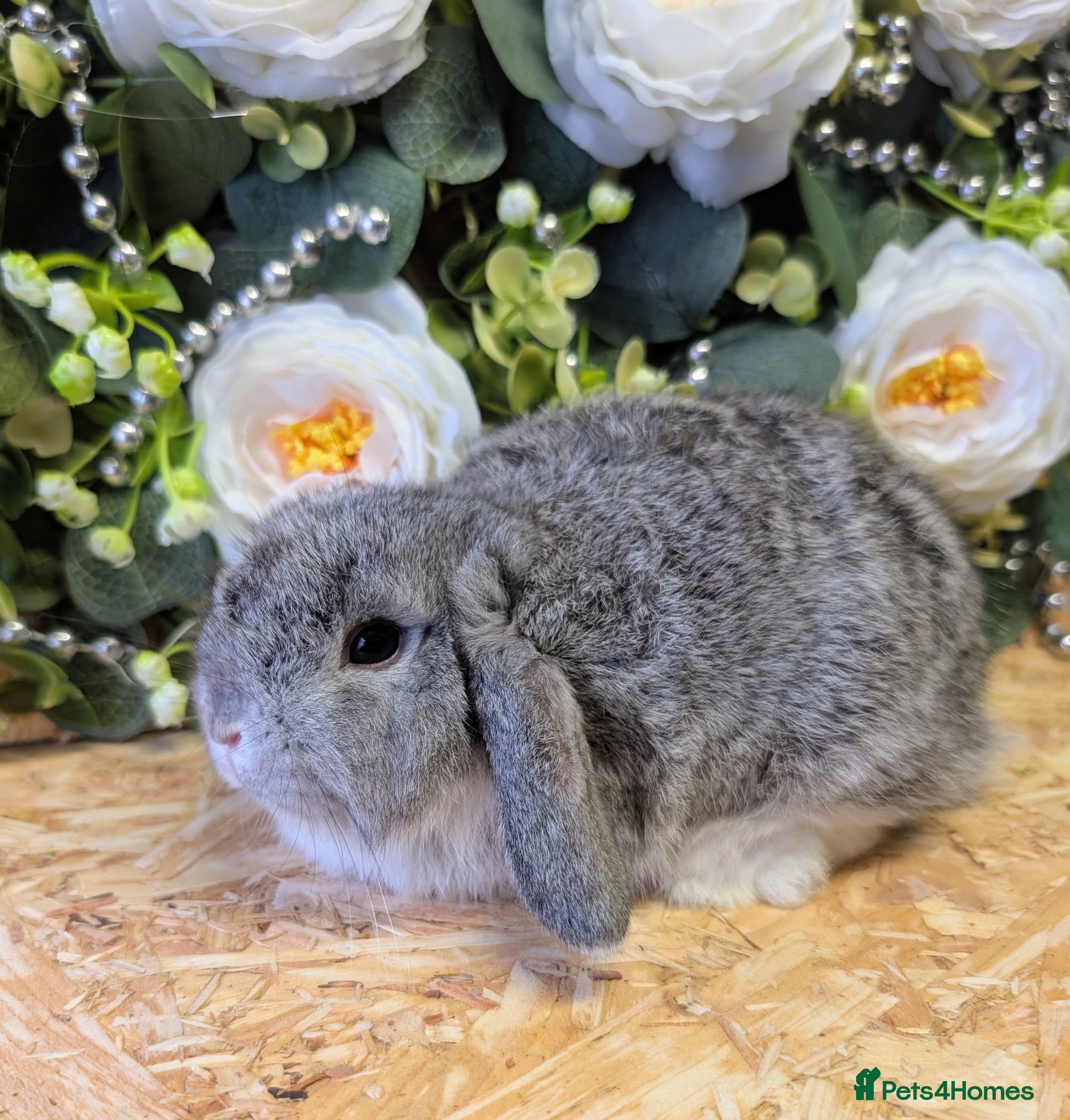 Mini Lop rabbits ❤️mini lop babies❤️  Ready 5th April  - Advert 2