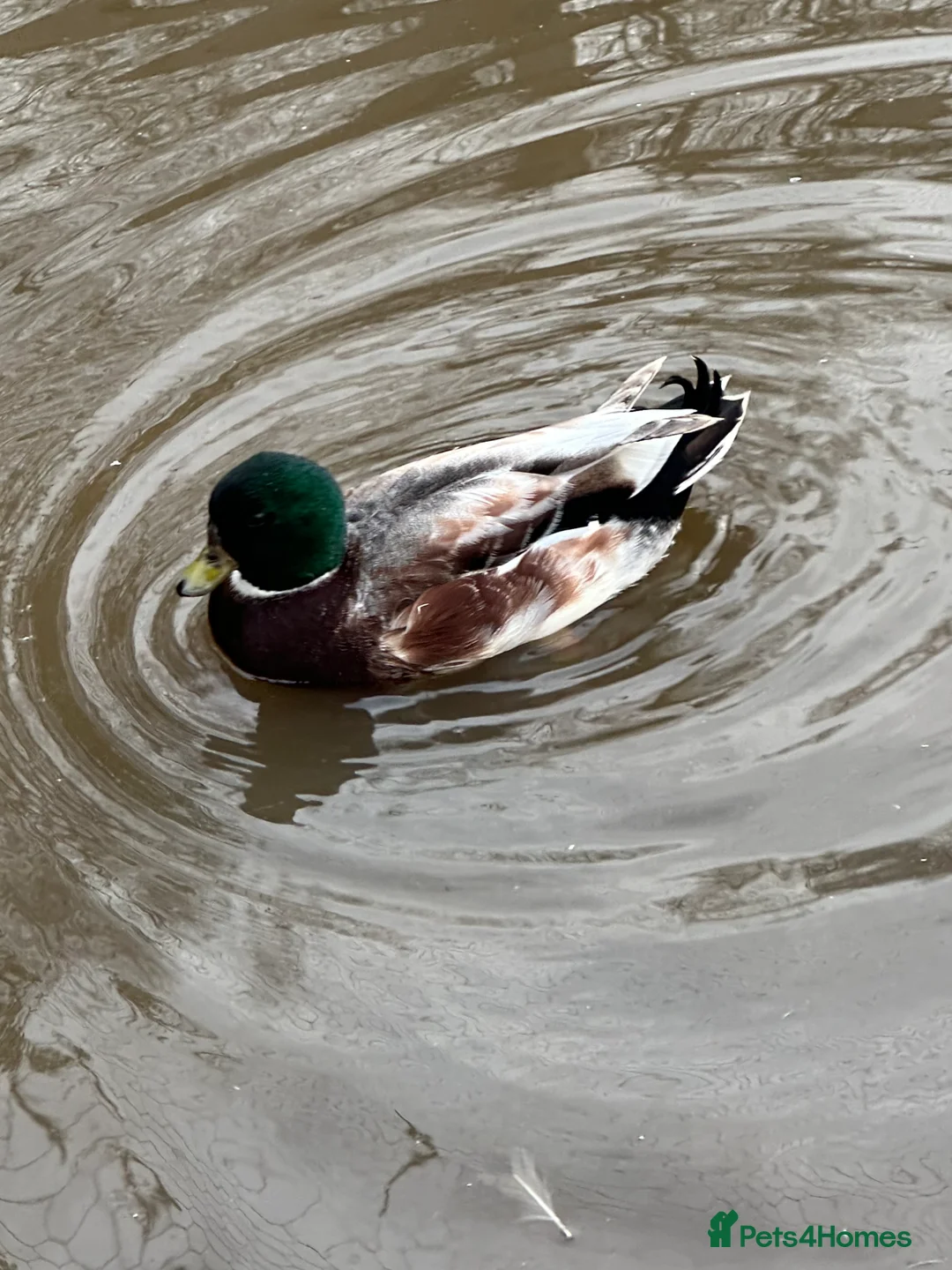 Ducks poultry for sale: Boy Call Ducks  in Keith - Advert 3