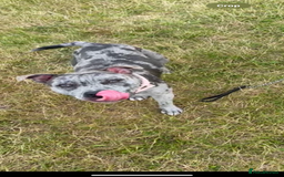 Staffordshire Bull Terrier dogs for sale: Blue and Merle girl Staffordshire Bull Terrier - Image 8