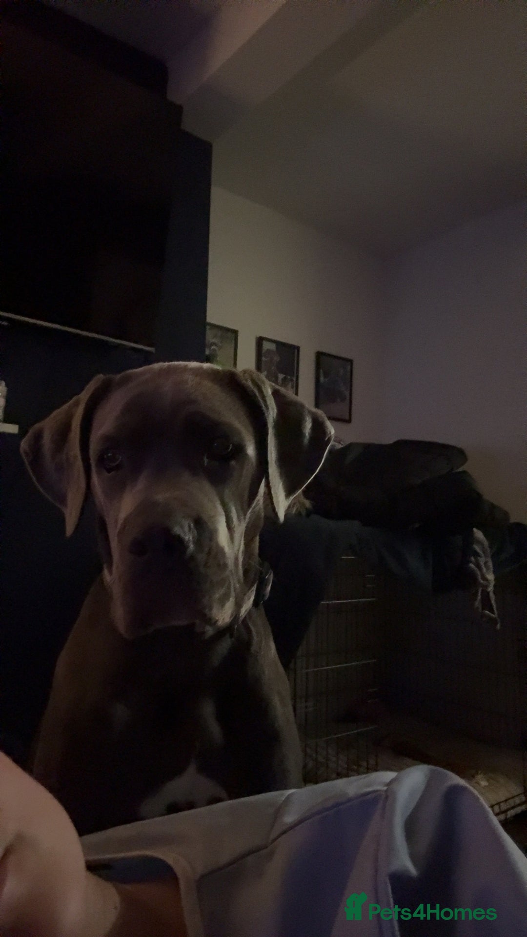 Cane Corso dogs for sale: Cane Corso Female - Advert 6