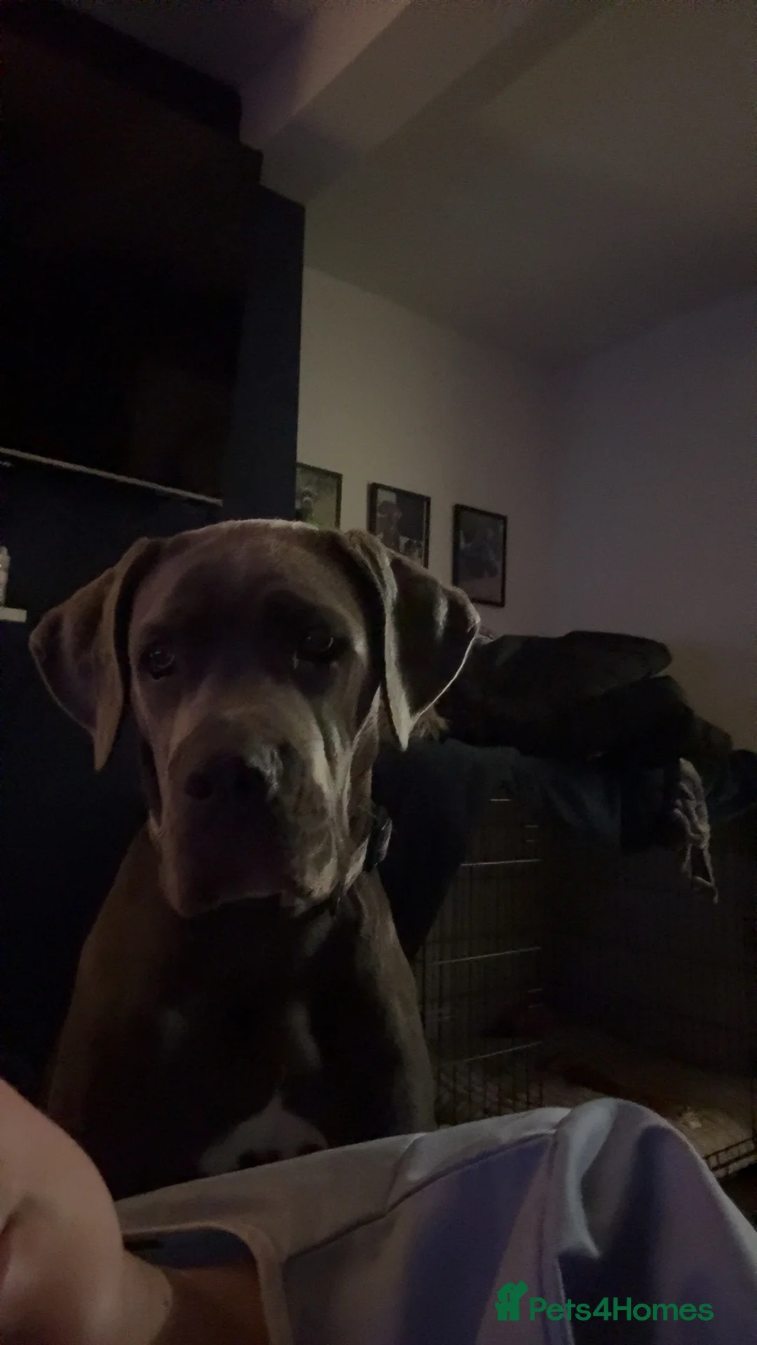 Cane Corso dogs for sale: Cane Corso Female - Advert 6