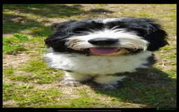 Mixed Breed dogs for sale: Eddie - Image 4