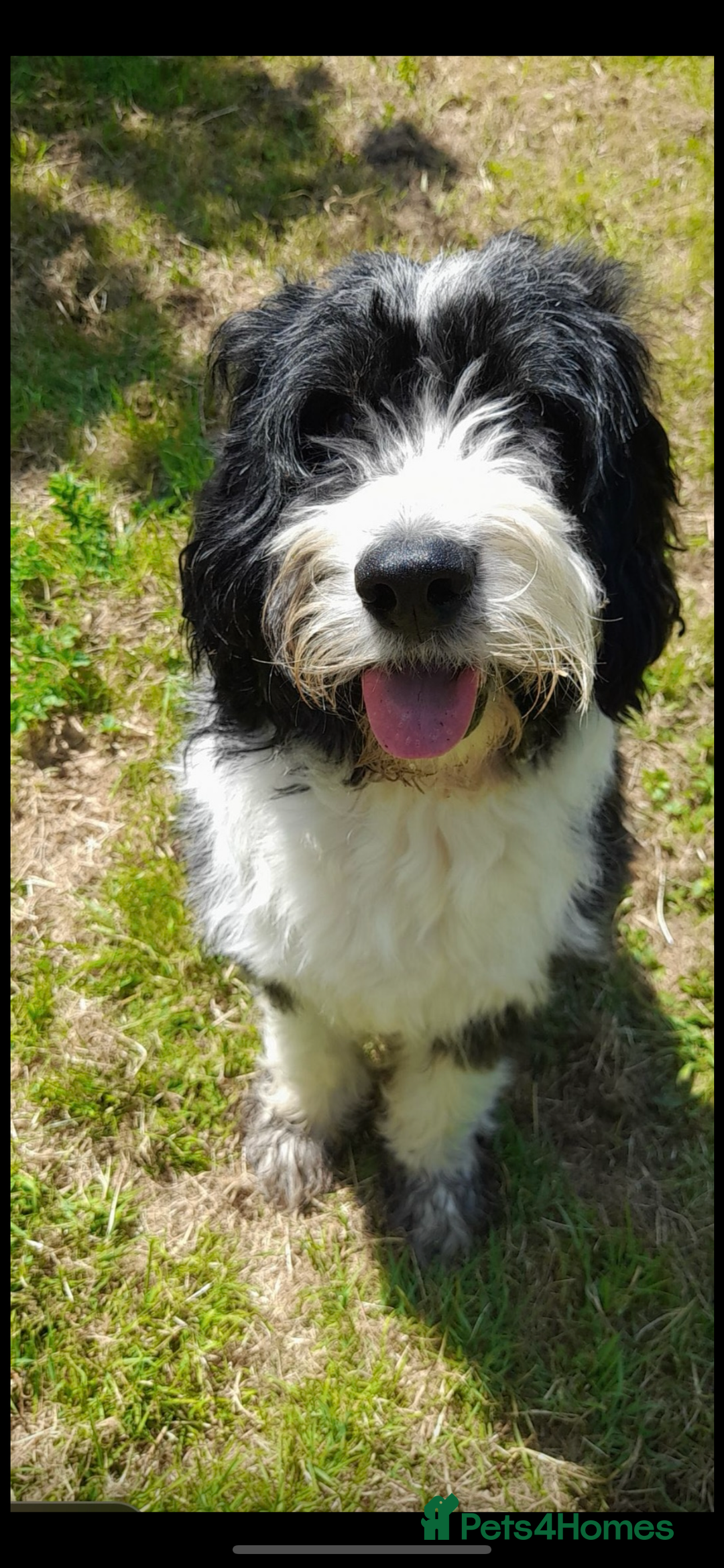 Mixed Breed dogs for sale: Eddie - Image 4
