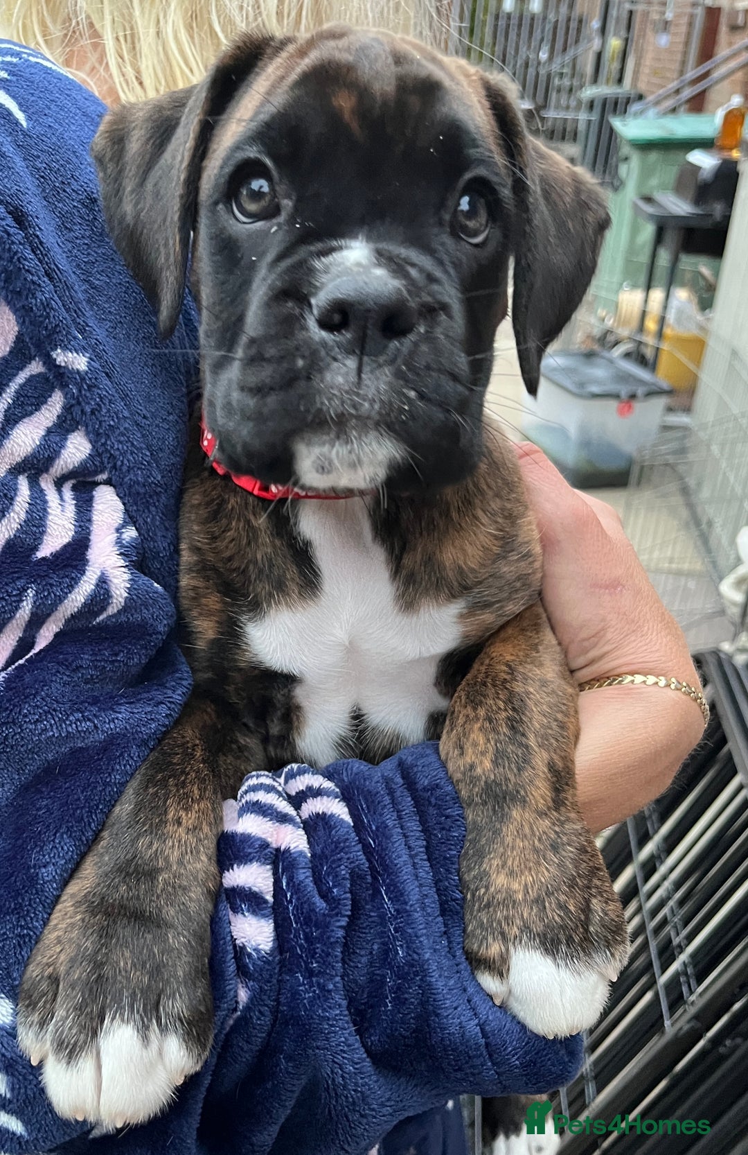 Boxer dogs for sale: READY TO GO - Chunky KC registered Boxer pups - Image 16
