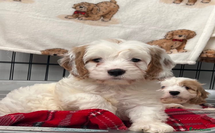 Cavapoo dogs - Advert 3