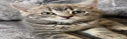Mixed Breed cats for sale: Grey British Short Hair x British Long hair Kitten - Advert 11