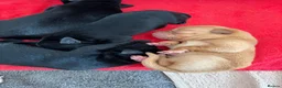 Labrador Retriever dogs for sale: Gorgeous Labrador puppies  - Advert 5