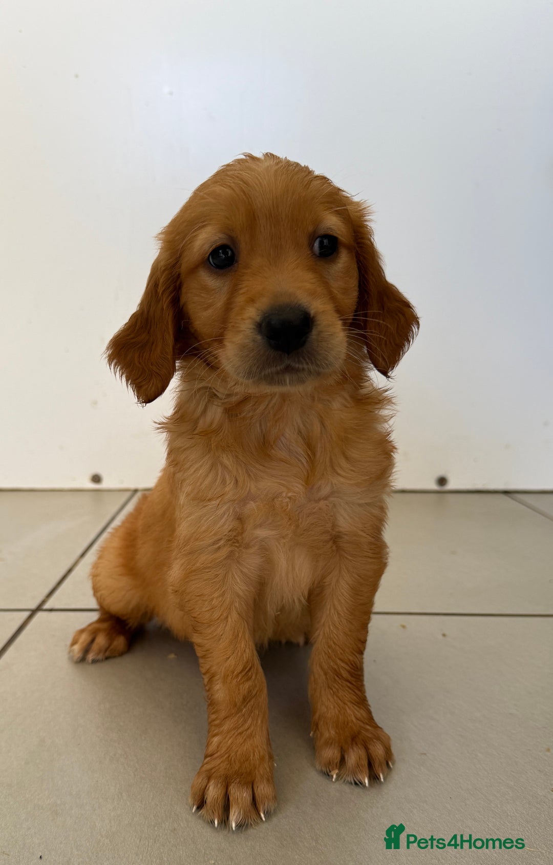 Golden Retriever dogs for sale: KC REG DARK RED GOLDEN RETRIEVER PUPPIES  - Image 4