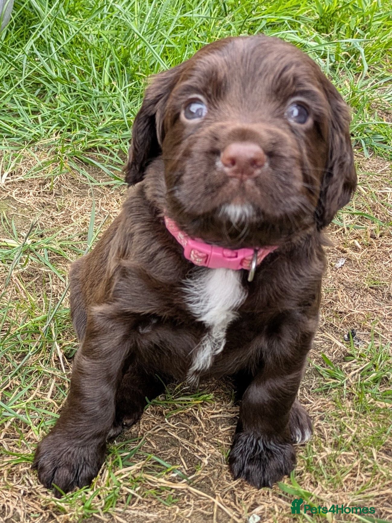 Sprocker dogs Sprocker puppies - Advert 7