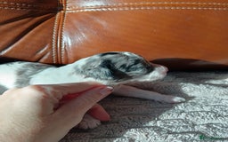 Cockapoo dogs for sale: Beautiful litter of cockapoos - Image 12