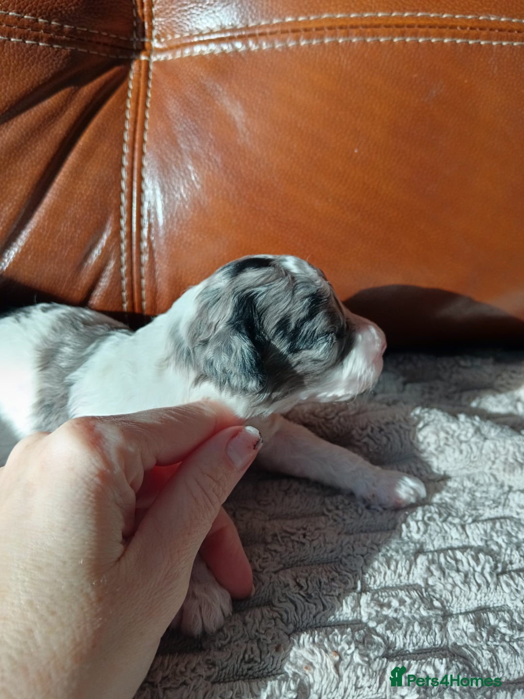 Cockapoo dogs for sale: Beautiful litter of cockapoos - Image 12