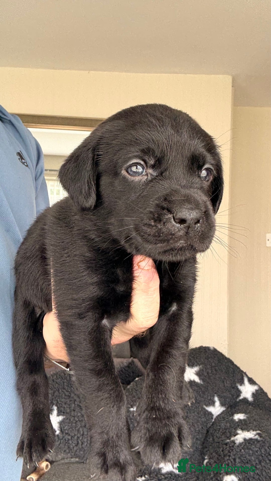 Labrador Retriever dogs for sale: Kc Reg Labrador  Puppies Health Tested Parents - Image 21