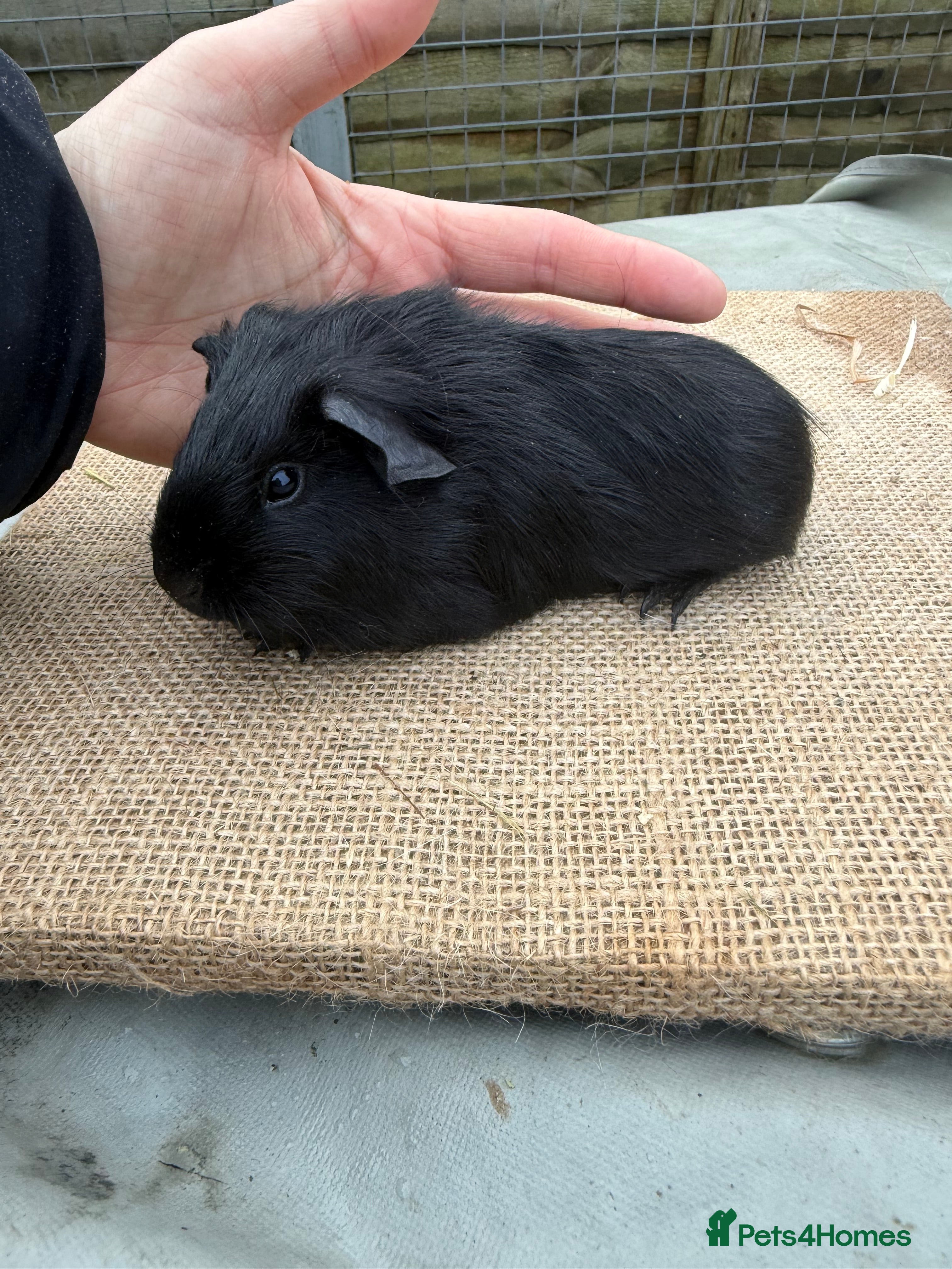 Guinea Pig rodents Self black sow - Advert 10