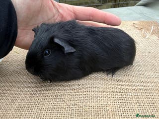 Guinea Pig rodents Self black sow - Advert 10