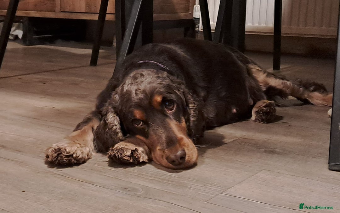 Cocker Spaniel dogs for sale: Quality Show Cocker Spaniel Puppies  - Advert 4