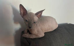 Sphynx cats for sale: Adorable Canadian sphinx - Image 3