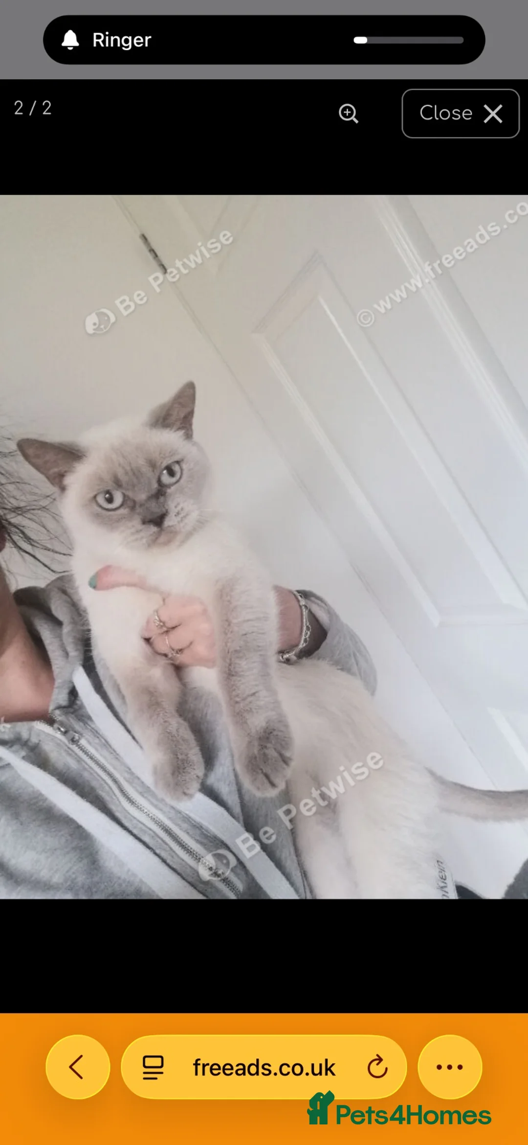Ragdoll cats for sale: Ragdoll female un neutered tica and gccf  - Advert 2