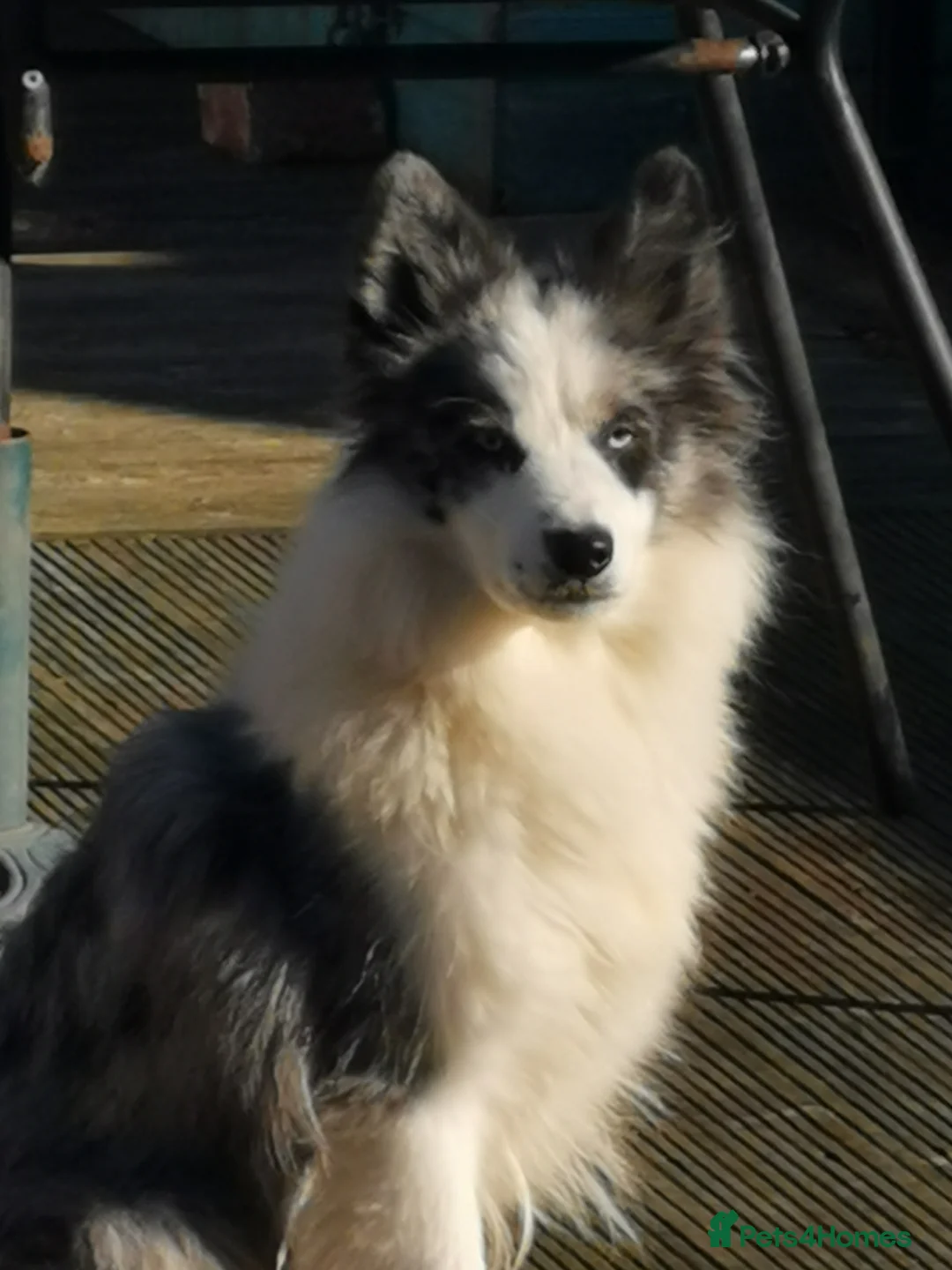 Mixed Breed dogs for sale: Samoyed X Welsh Border Collie Puppies - Advert 1