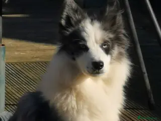 Mixed Breed dogs Samoyed X Welsh Border Collie Puppies - Advert 2