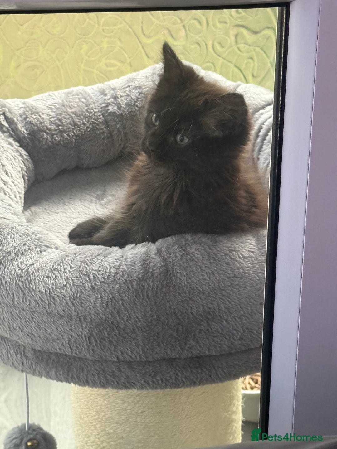 Maine Coon cats for sale: 1 Black Male Maine Coon Cross Kitten - Image 2