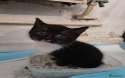 British Shorthair cats for sale: British shorthair kittens  - Image 5