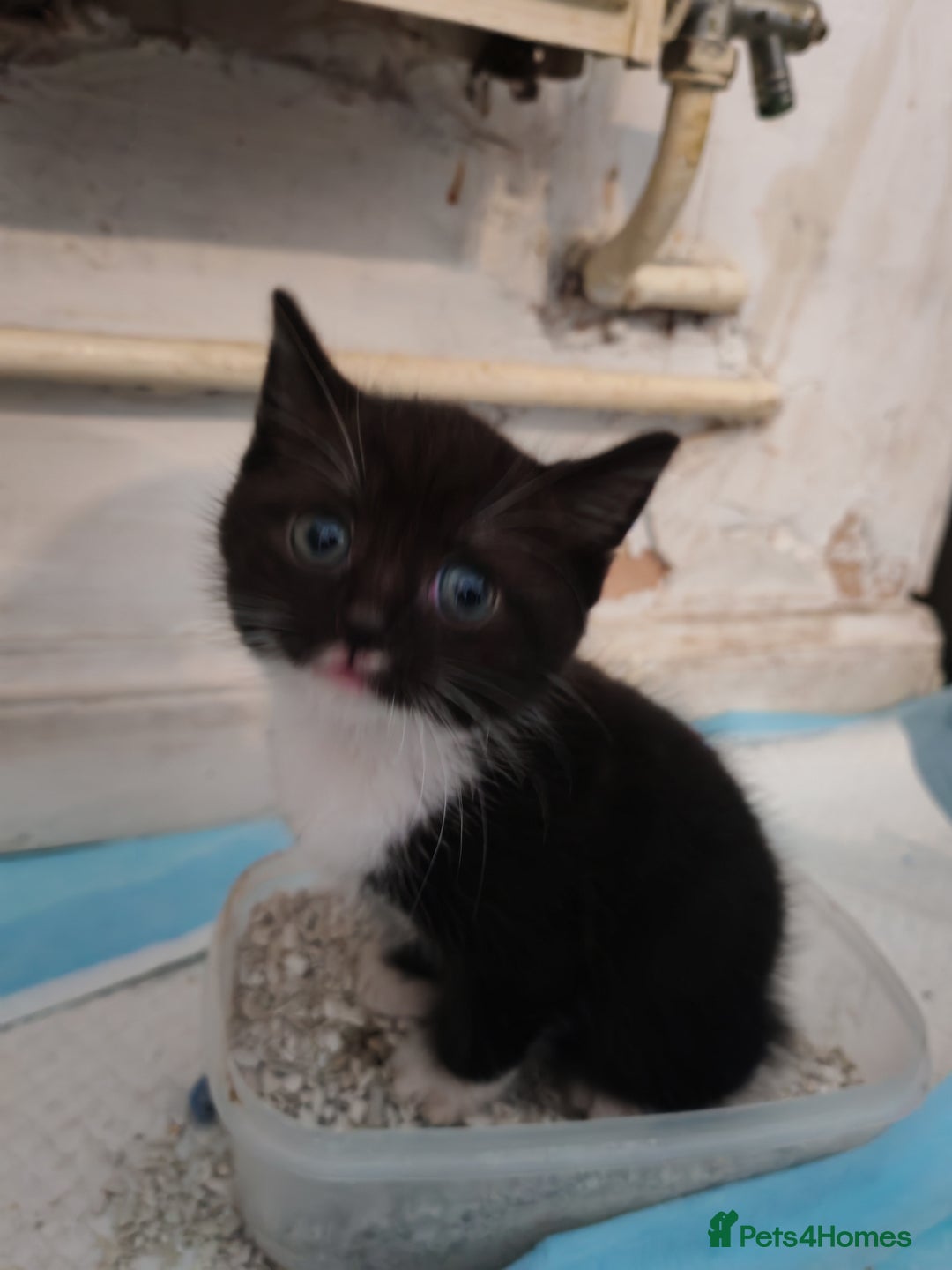 British Shorthair cats for sale: British shorthair kittens  - Image 5