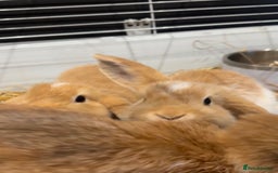 Mini Lop rabbits for sale: 2 beautiful mini lop girls available now - Image 1