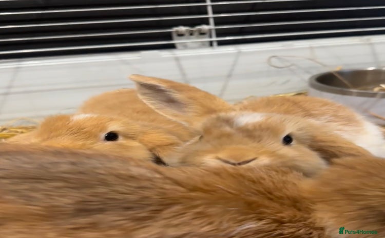 Mini Lop rabbits - Advert 13