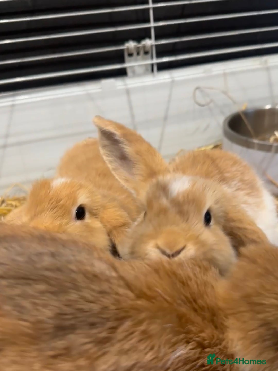 Mini Lop rabbits for sale: 2 beautiful mini lop girls available now - Image 1