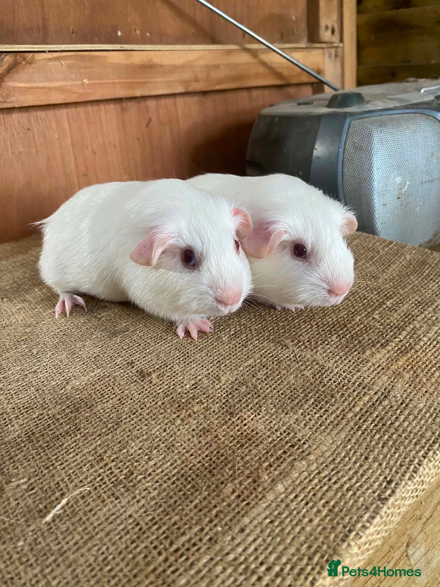 Guinea Pig rodents Guinea pig sisters for sale  - Advert 1