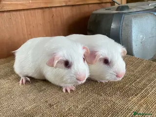 Guinea Pig rodents Guinea pig sisters for sale - Advert 1