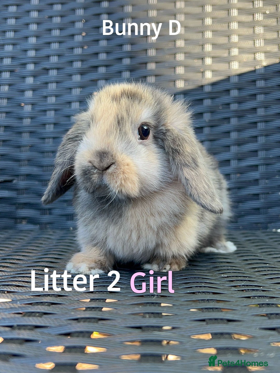 Mini Lop rabbits for sale: Baby mini lops for sale - Image 10