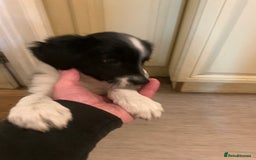 Border Collie dogs for sale: Border Collie Puppies - Image 6