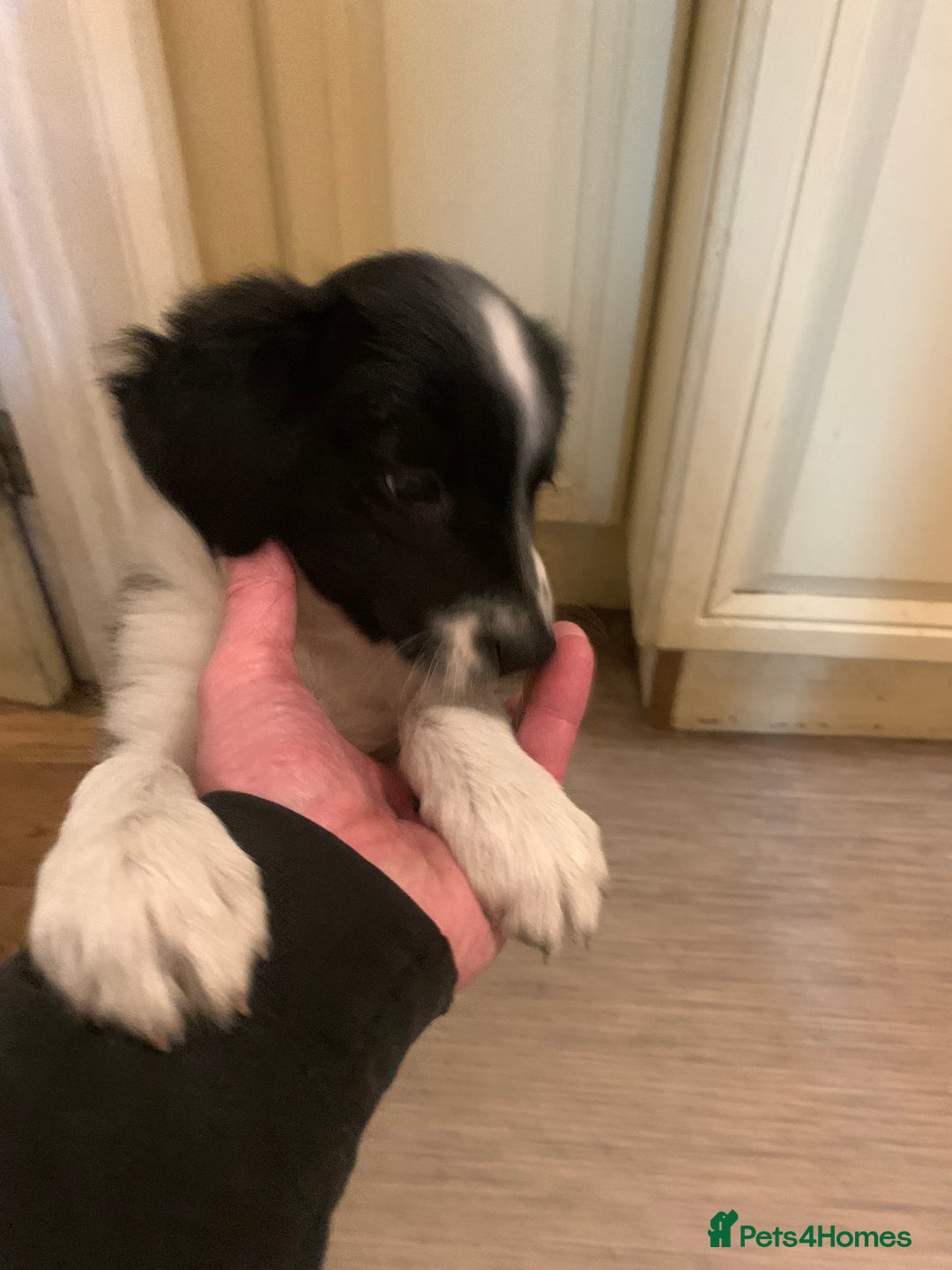 Border Collie dogs for sale: Border Collie Puppies - Image 6