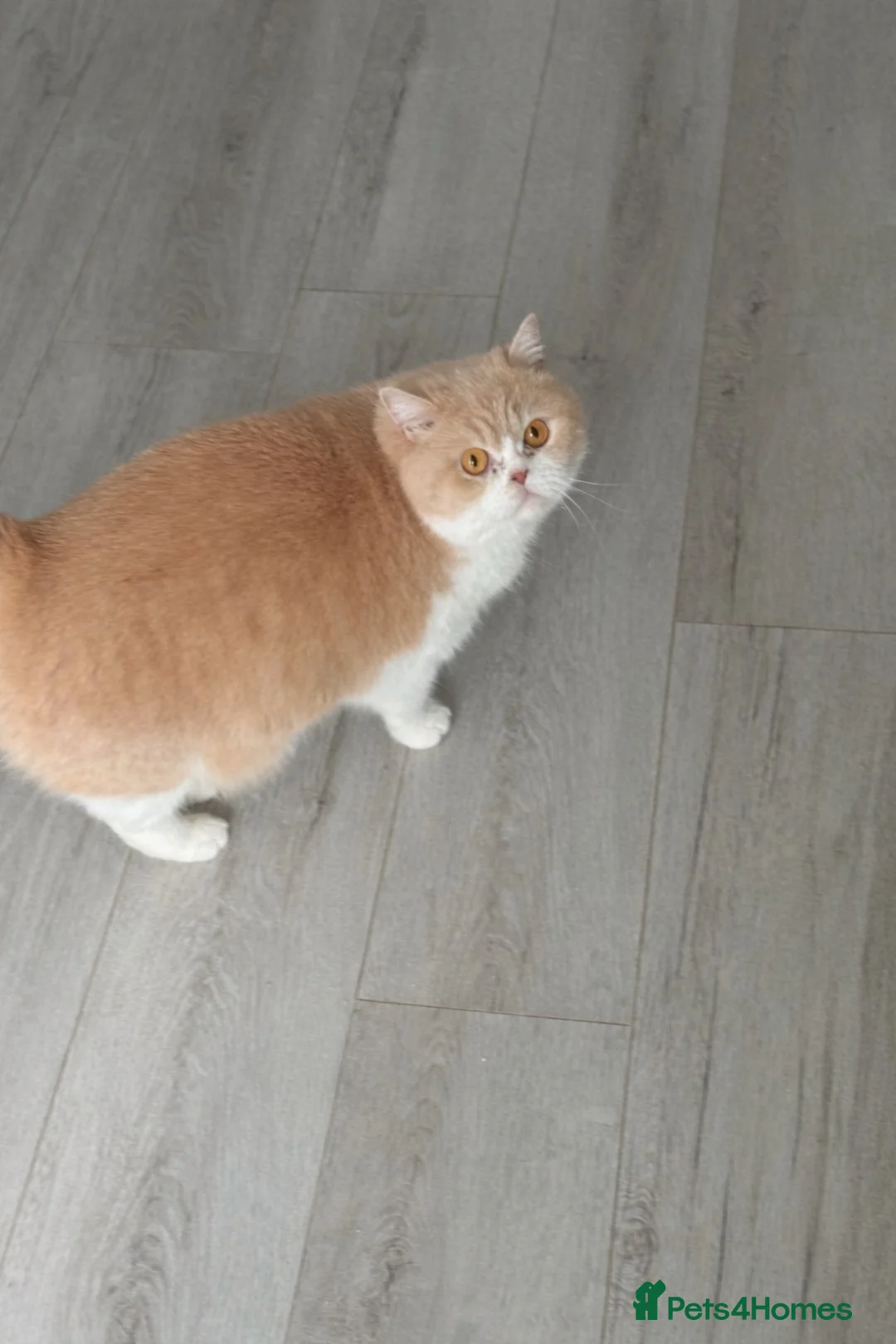 British Longhair cats for sale: Pedigree British Longhair Male  in Crewe - Advert 2