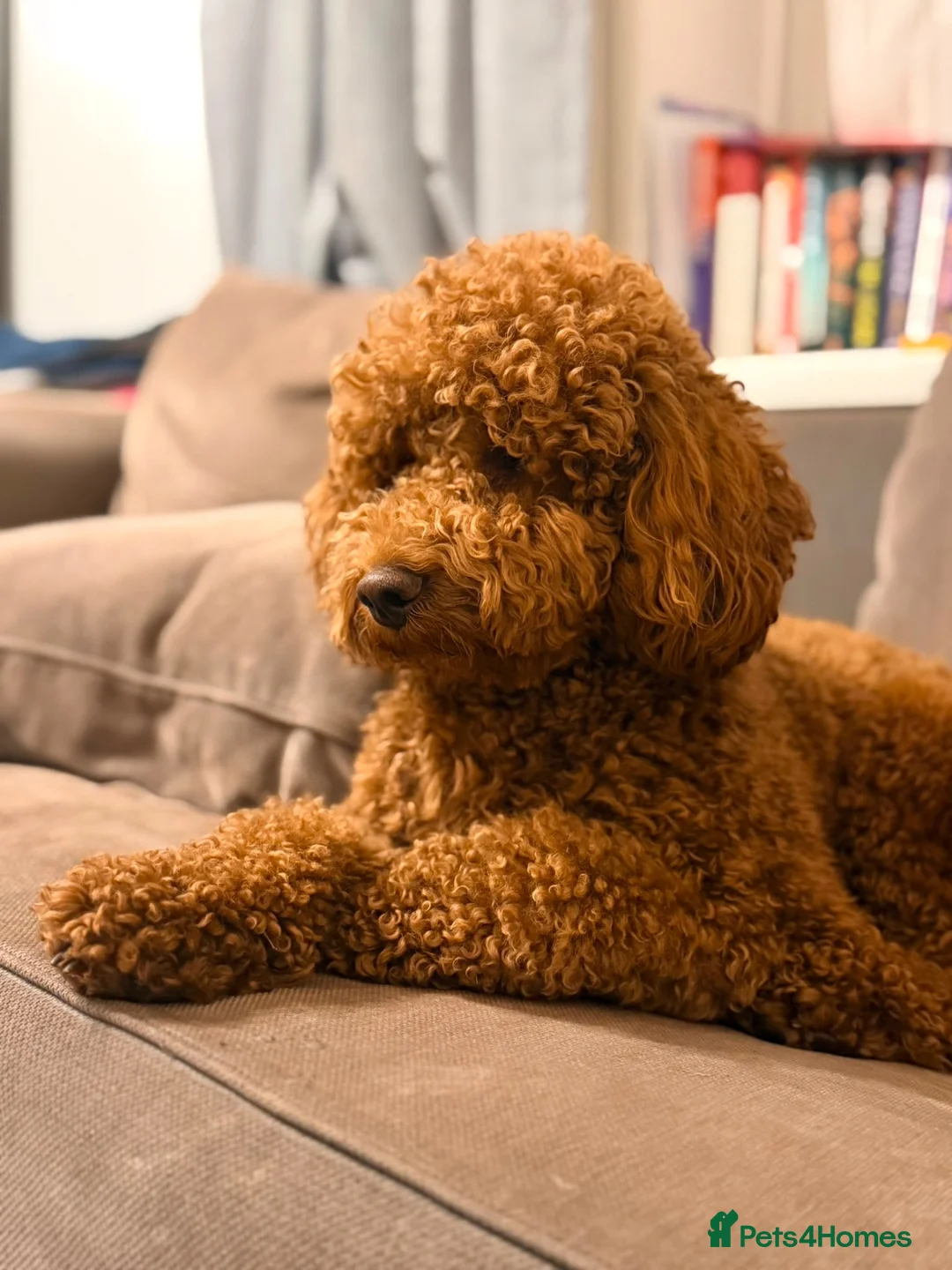 Miniature Poodle dogs for stud: poodle for stud in London - Advert 2